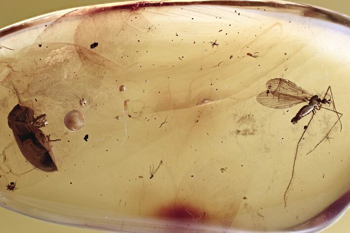 Detailed Fossil Beetle and Crane Fly in Baltic Amber #315221